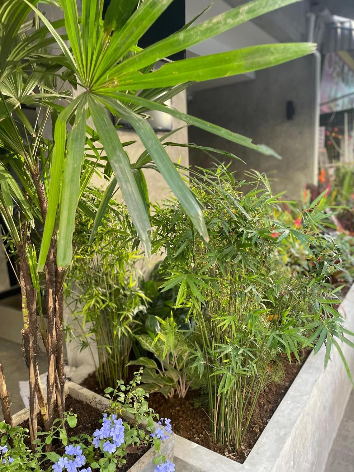 Bh Cozy Paradise Patong Exterior foto